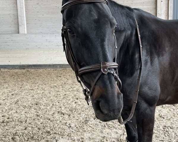 horse Wildrose 125 (Hanoverian, 2011, from Watermill Rolex xx)
