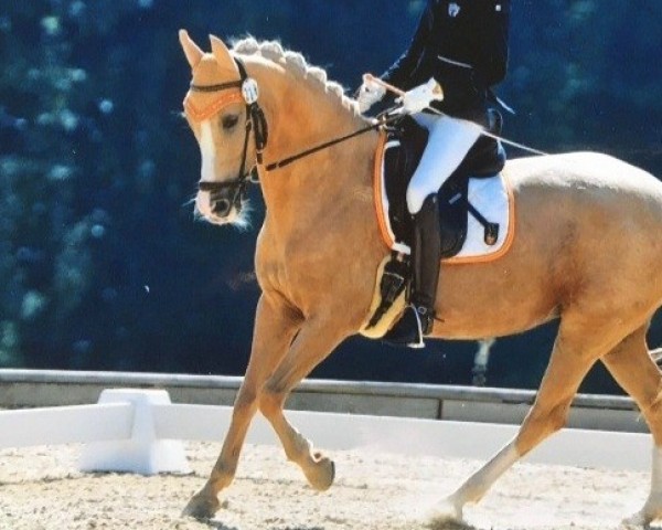 Zuchtstute Golden Violet C (Deutsches Reitpony, 2003, von Golden Dancer)