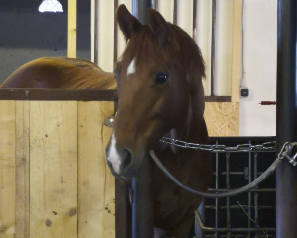 broodmare Estella (Hanoverian, 2006, from Edgar)