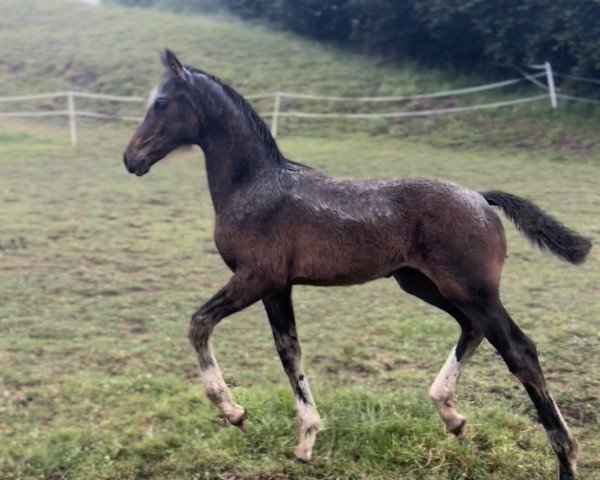 Pferd Skylines Finelle (Westfale, 2023, von Skyline To B)