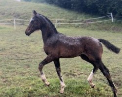 horse Skylines Finelle (Westphalian, 2023, from Skyline To B)