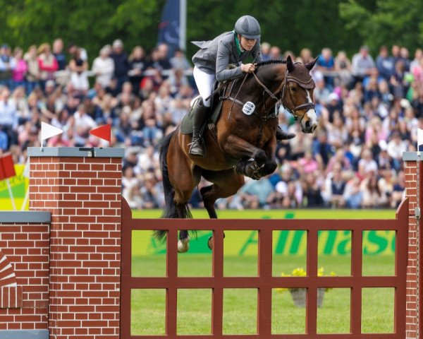 broodmare Unique (Hanoverian, 2013, from Ustinov)