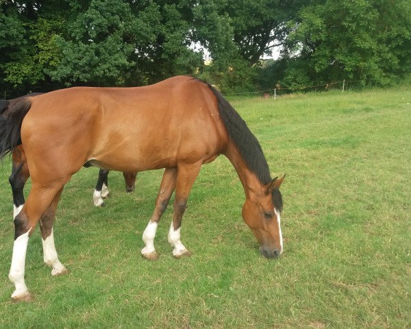 Springpferd Simon Khr (Hannoveraner, 2011, von Stanley)