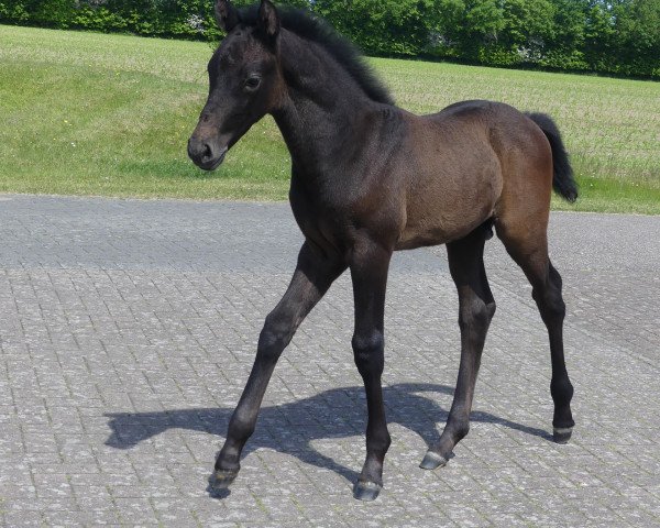 horse Campino (Holsteiner, 2023, from Crack) horse Campino (Holsteiner, 2023, from Crack)