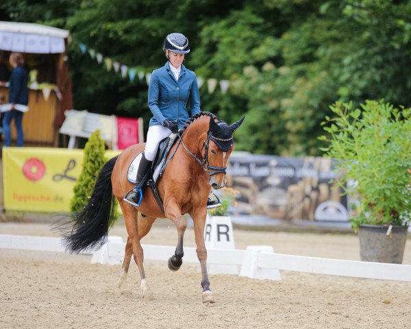 jumper Duplo 69 (German Riding Pony, 2019, from Dallmayr K)