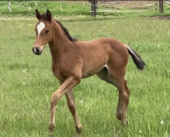 horse Hengst von Corrinaro / Redfort (Holsteiner, 2021, from Corrinaro)