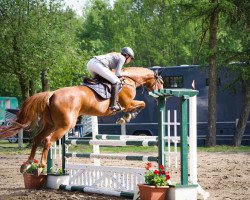 broodmare O'Layla (Westphalian, 2017, from Ogano Sitte)