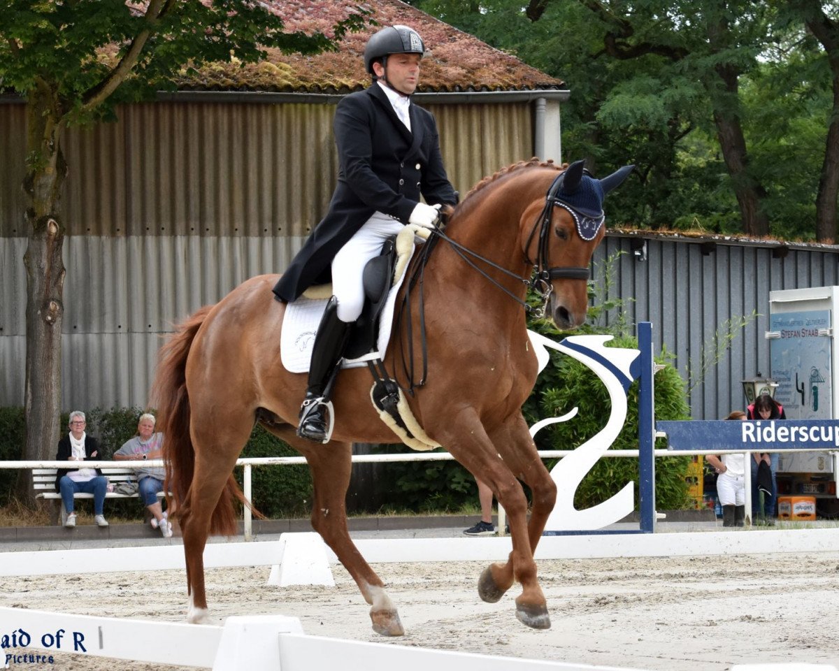 dressage horse DSP Lisboa V (German Sport Horse, 2011, from Belissimo NRW)