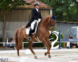 dressage horse DSP Lisboa V (German Sport Horse, 2011, from Belissimo NRW)