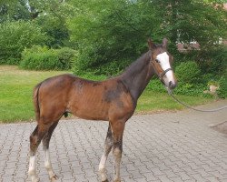 horse Hengst von Anchorman / Comme il faut NRW (Westphalian, 2023, from Anchorman 5)