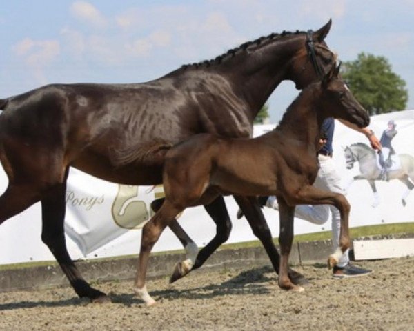 horse St. Sweety (Westphalian, 2023, from St. Emilion)