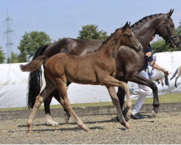 Pferd St. Aurum (Westfale, 2023, von St. Schufro)