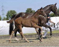 horse St. Aurum (Westphalian, 2023, from St. Schufro)