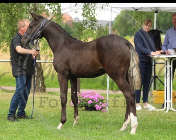 broodmare Diadora (Westphalian, 2023, from Diaron OLD)