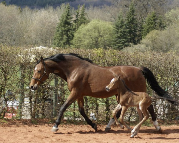 broodmare Musica I (Holsteiner, 1997, from Redfort)