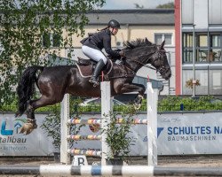 jumper He's Special (KWPN (Royal Dutch Sporthorse), 2012, from I'm Special de Muze)