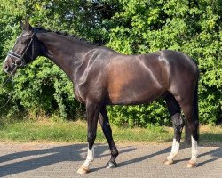 horse Champions - League (Westphalian, 2019, from Christ)