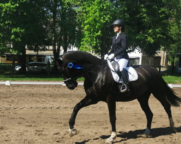 dressage horse Swarovski 8 (Oldenburg, 2018, from Secret)