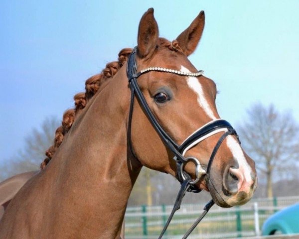 dressage horse Fein Gold (Hanoverian, 2018, from For Gold OLD)