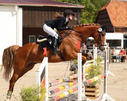 jumper Lissaro's Gentleman (Oldenburg, 2010, from Lissaro)