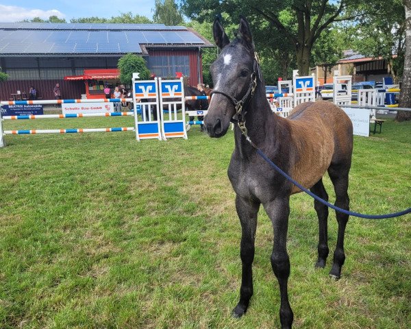 horse Hengst von Conthargos / Cornet Obolensky (Westphalian, 2023, from Conthargos)