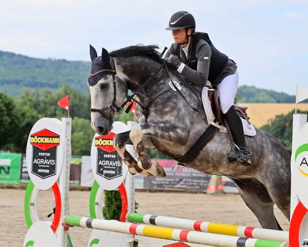 jumper Spencerfield Keizersberg (Zangersheide riding horse, 2018, from Scotch On Ice Z) jumper Spencerfield Keizersberg (Zangersheide riding horse, 2018, from Scotch On Ice Z)