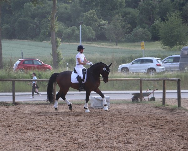 Dressurpferd Fearless Dream (Westfale, 2015, von Tannenhof's Fahrenheit)