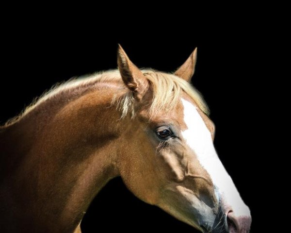 jumper Lianne 7 (Dutch Pony, 2016, from Vigaro)