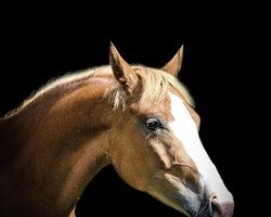 jumper Lianne 7 (Dutch Pony, 2016, from Vigaro)