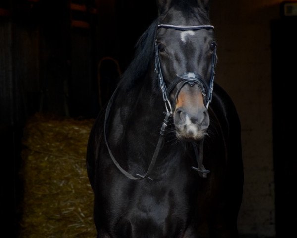 dressage horse Colanda (Oldenburg, 2016, from Colonel Cousteau)