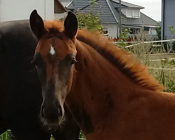 horse Viva Felice (German Sport Horse, 2022, from DSP VA Bene)