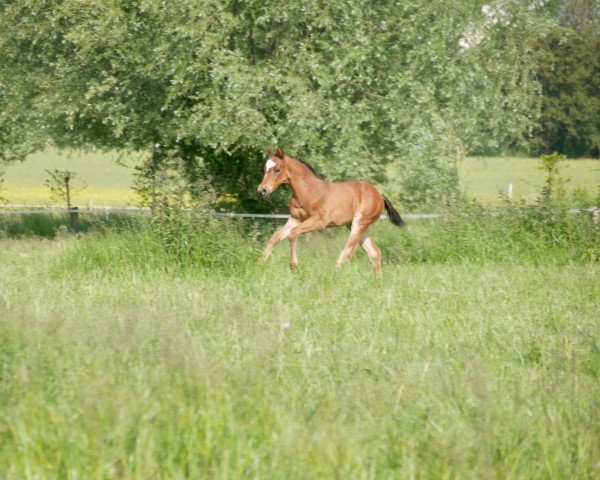 horse Kiwiana (Westphalian, 2023, from TSF Kros)