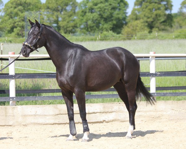 broodmare Anabel 21 (Hanoverian, 2011, from Ampère)