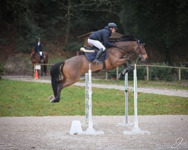 Springpferd Chanel Floreval Z (Zangersheide Reitpferd, 2016, von Cool Floreval Z)