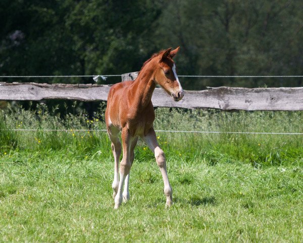 Pferd Diamond Daiquiri H (Westfale, 2023, von Diamour)