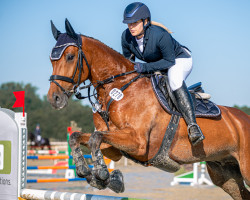 jumper Cool Calle (Hanoverian, 2016, from Casiro I)