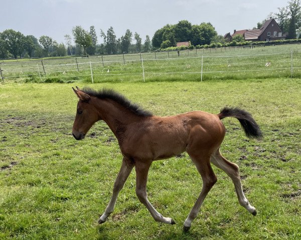 broodmare Daisy (Westphalian, 2023, from Dia Corrado)