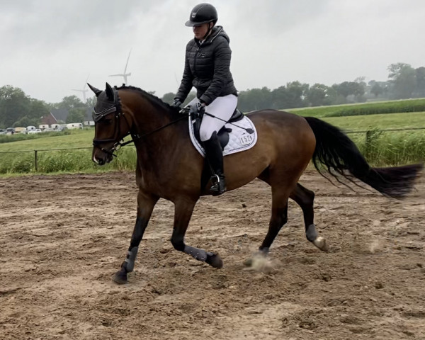 Springpferd Leano Leuchtfeuer (Hannoveraner, 2017, von Light my Fire)