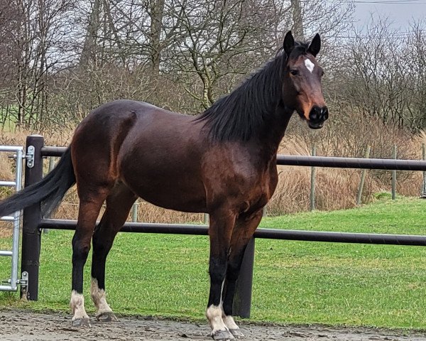 broodmare Elanie (Holsteiner, 2012, from Cormint)