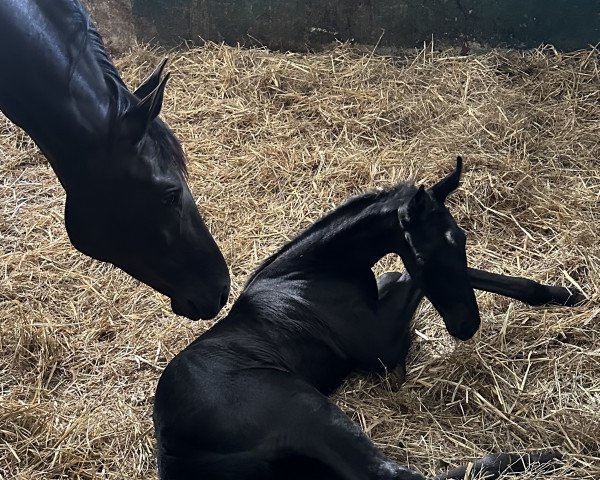 horse Tsiuri Daria de Cologne (Hanoverian, 2023, from Total McLaren)