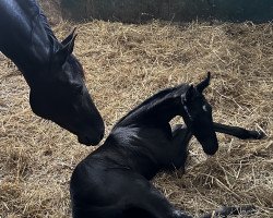 Pferd Tsiuri Daria de Cologne (Hannoveraner, 2023, von Total McLaren)