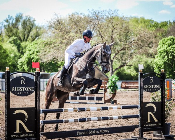horse Schickchacc Blue (Oldenburg show jumper, 2019, from Stakkatol)