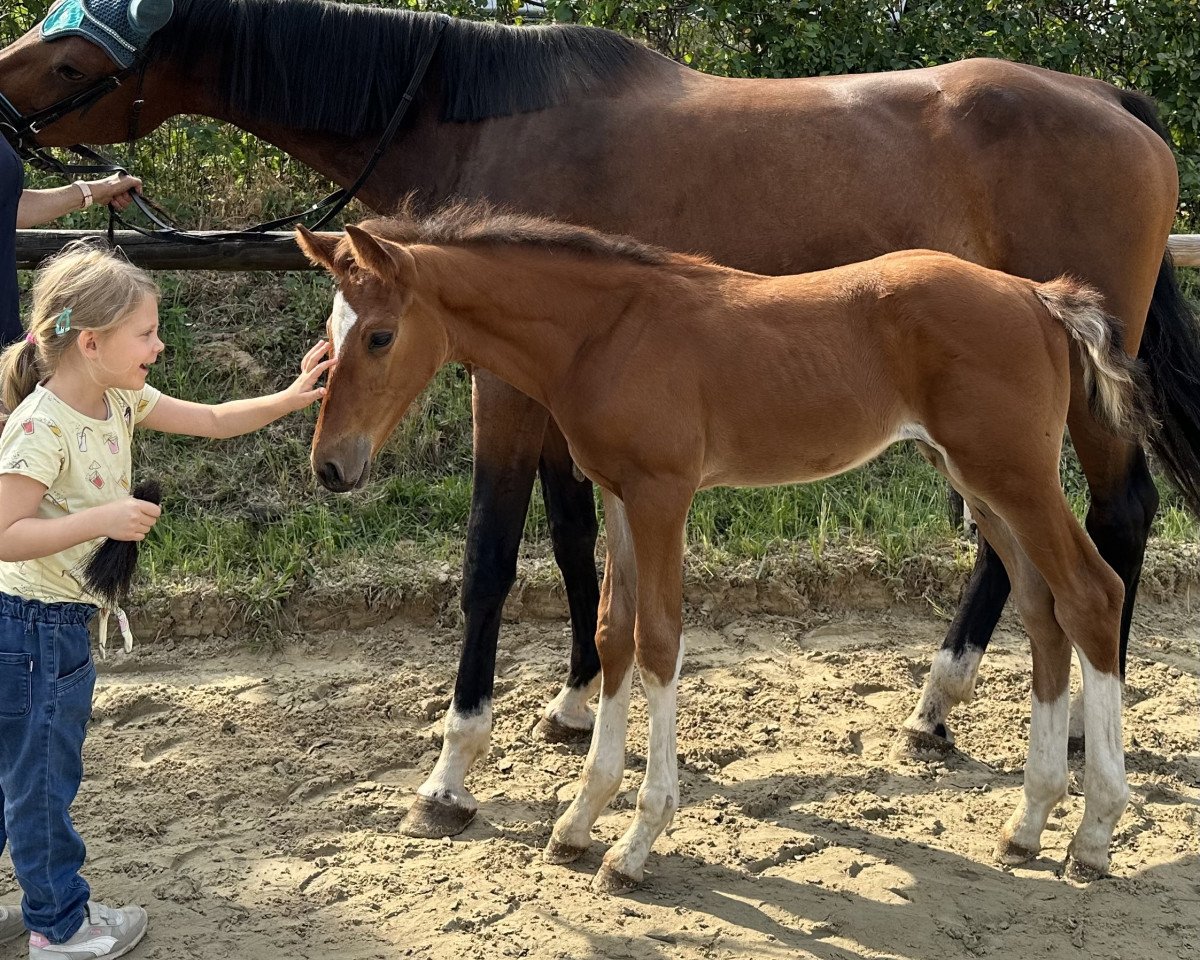 horse Enzo Nadal de Cologne (Holsteiner, 2023, from Esmeraldo FM)