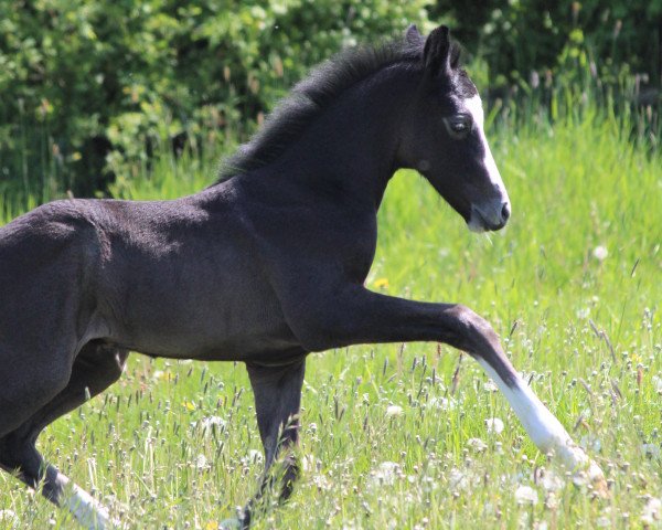 horse Duplo White VS (Holsteiner, 2023, from Duplexx)