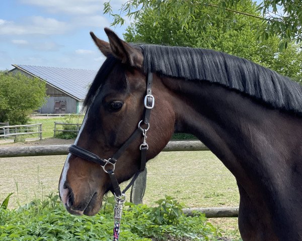 horse Naflorina VS (Holsteiner, 2020, from Central Park 6)