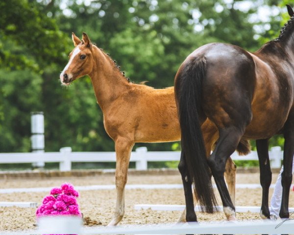 Pferd Skydancer VS (Oldenburger, 2022, von Sky)