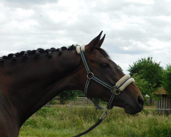horse Arthurstown Dilly (Irish Sport Horse, 2015)