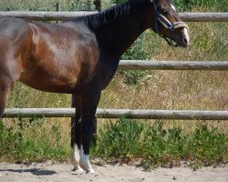 horse Franz (Oldenburg, 2018, from For Romance I)