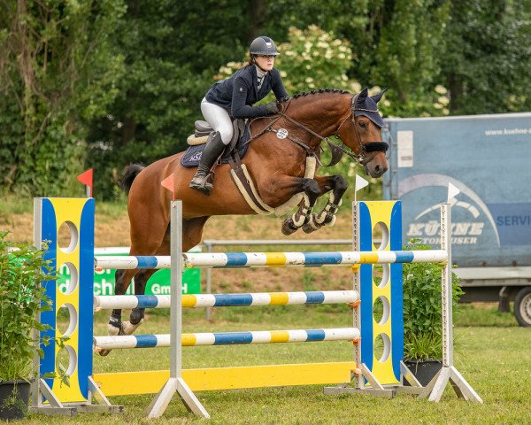 jumper Vincent 184 (Oldenburg show jumper, 2012, from van Gogh)