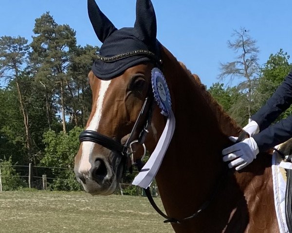 Zuchtstute Dancing Little Red L (Westfale, 2015, von Donnerfunke)